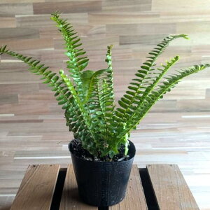 y__ƒiz V_ ^}V_ 3.5|bgc ϗtA 񂹐A A Ԓd    킢 c S