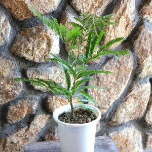 Go[tbV 4`4.5 ϗtA A    킢 CeA  c S