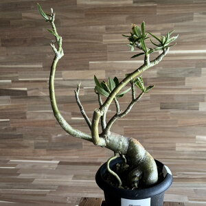 y__ƒizyi5z 򍪐A AfjE IyX 5 A R[fbNX ̃o   JbRCC CeA   c 