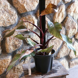 yi4z  tBfh }[usNvZX 5 ϗtA    JbRCC CeA lC c S 