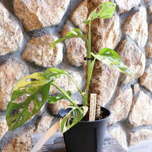 yi1z  Xe A_\j[ I[A oGK[^ 5 ϗtA    JbRCC CeA lC c S 