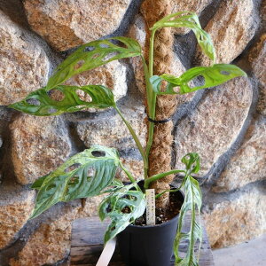 yi3z  Xe A_\j[ ~g oGK[^ 5 ϗtA    JbRCC CeA lC c S 