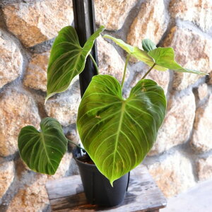 yi5z tBfh G`Rbh 5 ϗtA    JbRCC CeA lC c S 