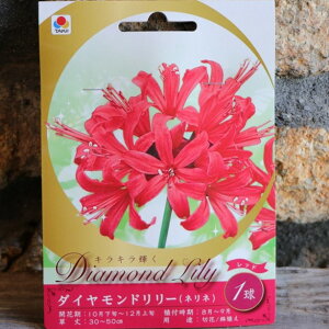 【球根】 ダイヤモンドリリー レッド 1球入 ネリネ サルニエンシス 球根 タキイ 寄せ植え 鉢植え 花壇 お洒落 おしゃれ 可愛い かわいい 秋の花 花 苗 初心者