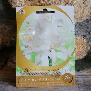 【球根】 ダイヤモンドリリー ホワイト 1球入 ネリネ サルニエンシス 球根 タキイ 寄せ植え 鉢植え 花壇 お洒落 おしゃれ 可愛い かわいい 秋の花 花 苗 初心者