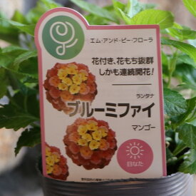 栄養系ランタナ ブルーミファイ マンゴー 3〜3.5号ポット苗 ランタナ 寄せ植え 鉢植え 花壇 お洒落 おしゃれ 可愛い 春の花 夏の花 秋の花 花 苗 初心者
