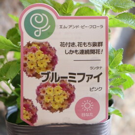 栄養系ランタナ ブルーミファイ ピンク 3〜3.5号ポット苗 ランタナ 寄せ植え 鉢植え 花壇 お洒落 おしゃれ 可愛い かわいい 春の花 夏の花 秋の花 花 苗 初心者