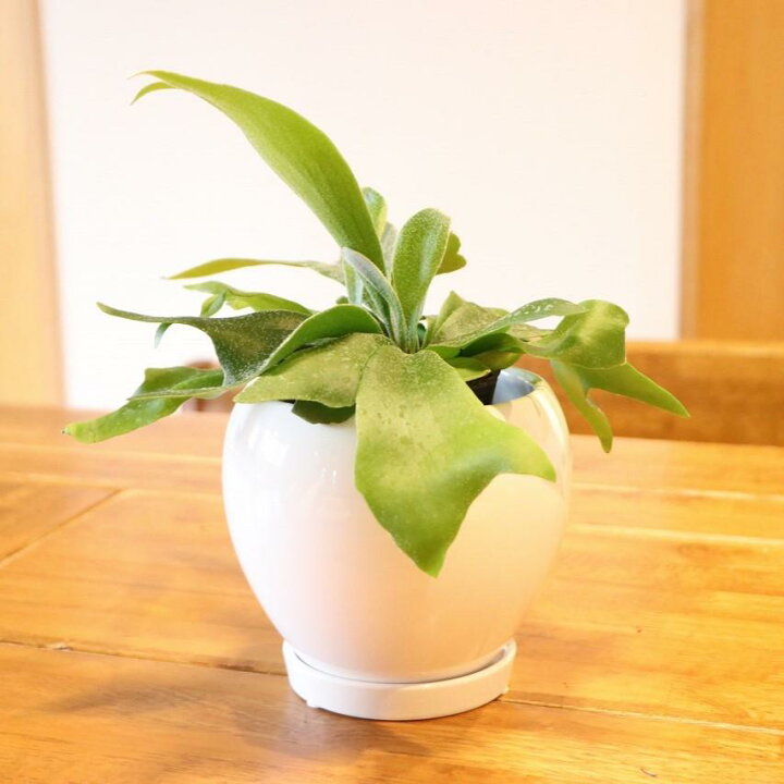 楽天市場】[送料無料] コウモリラン (ビカクシダ) 陶器鉢植え ラウンド 