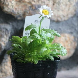 NTZ} m[X|[ 3|bgc 񂹐A Ԓd