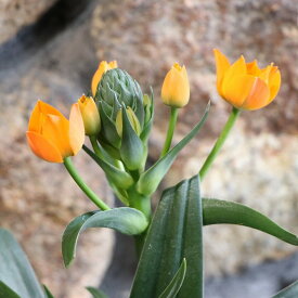 オーニソガラム ダビウム オレンジ 4号鉢 寄せ植え 花壇 鉢植え 可愛い かわいい 可憐 球根 春の花 花