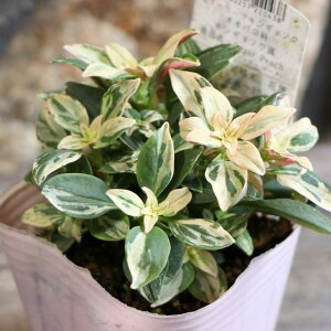  J[[t LM\E VK[s[` 2.5`3|bgc  񂹐A Ԓd A  IV 󏭎