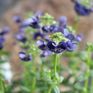 hlVA [e ~bhiCgu[ 3.5|bgc lVA QuiKg 񂹐A Ԓd A  IV  킢 ~̉ t̉ 