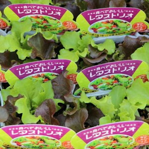 �H�ׂ���� ���^�X�g���I 3.5���|�b�g�c