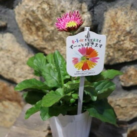 タキイ 宿根ガーベラ ガルビネア スイートフェスティバル 3.5号ポット苗 寄せ植え 花壇