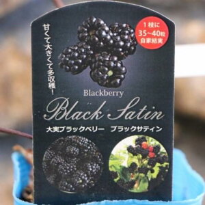 ��� �u���b�N�x���[ �u���b�N�T�e�B�� 3.5���|�b�g�c �ʎ� �c��