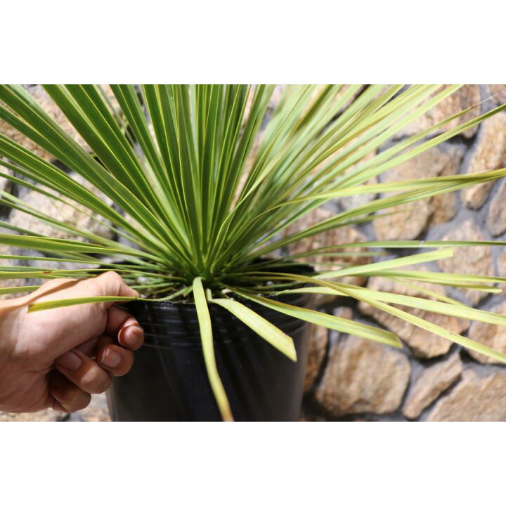 楽天市場】【現品2】 ユッカ ロストラータ 8号ポット苗 観葉植物 植木 