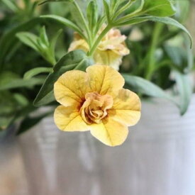 八重咲き カリブラコア ウノダブル アプリコット 3.5号ポット苗 寄せ植え 花壇