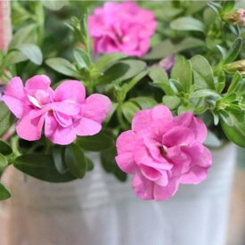 八重咲き カリブラコア ウノダブル ピンクマニア 3.5号ポット苗 寄せ植え 花壇