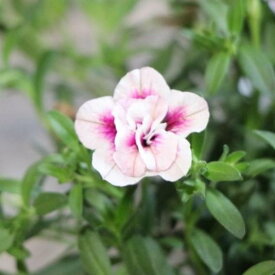 八重咲き カリブラコア ウノダブル チェリーフリル 3.5号ポット苗 寄せ植え 花壇