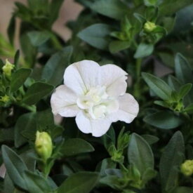 八重咲き カリブラコア ウノダブル ホワイト 3.5号ポット苗 寄せ植え 花壇