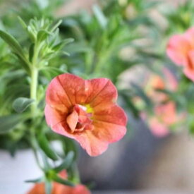 八重咲き カリブラコア ウノダブル オレンジ 3.5号ポット苗 寄せ植え 花壇
