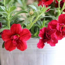 八重咲き カリブラコア ウノダブル レッド 3.5号ポット苗 寄せ植え 花壇