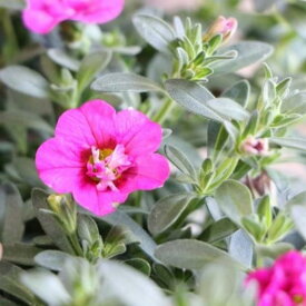 八重咲き カリブラコア ウノダブル ローズ 3.5号ポット苗 寄せ植え 花壇