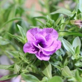八重咲き カリブラコア ネオダブル ライトブルー 3.5号ポット苗 寄せ植え 花壇