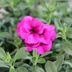 八重咲き カリブラコア ネオダブル パープル 3.5号ポット苗 寄せ植え 花壇
