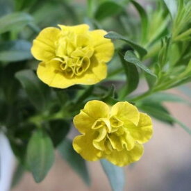 八重咲き カリブラコア ネオダブル イエロー 3.5号ポット苗 寄せ植え 花壇