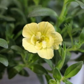 八重咲き カリブラコア ネオダブル レモン 3.5号ポット苗 寄せ植え 花壇