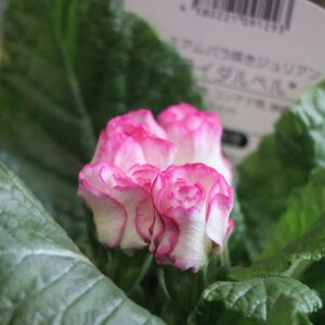 v~Ao炫 vWA uC_x 3.5|bgc 񂹐A Ԓd