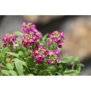 AbT fB[vsN 2.5`3|bgc 񂹐A Ԓd@~̉Ԓd@~̊񂹐A