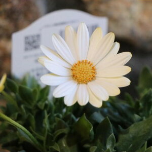 Tg[ L zCg 3.5|bgc IXeIXy} 񂹐A Ԓd