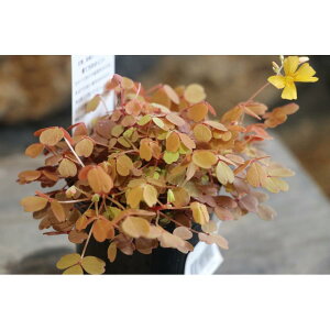 ILUX  2.5O|bgc 񂹐A Ԓd J[[t