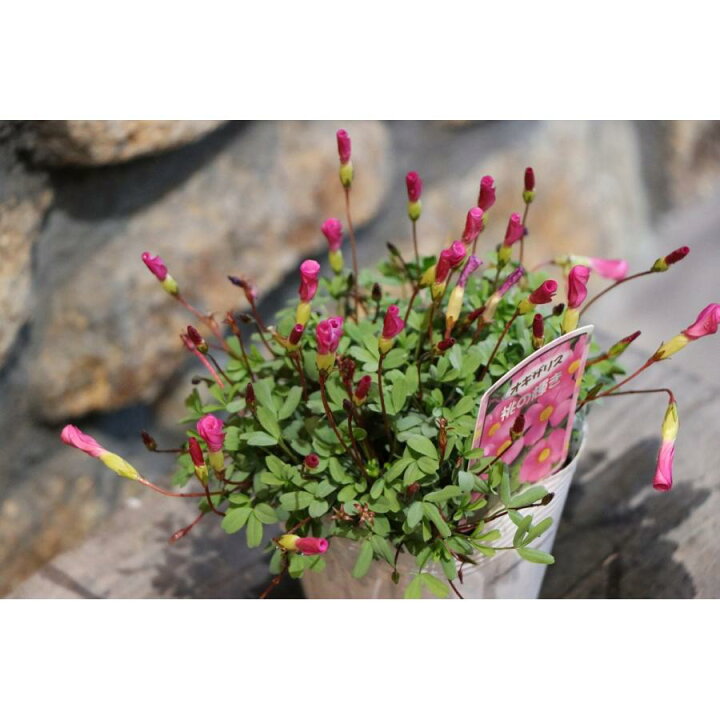 楽天市場】オキザリス 桃の輝き 3.5号ポット苗 寄せ植え 花壇 