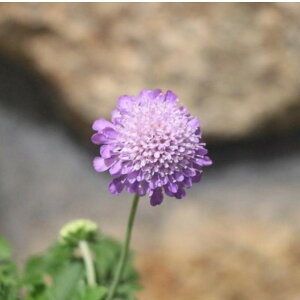 スカビオサ ブルー 3号〜3.5号ポット苗 寄せ植え 花壇