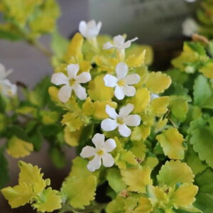  oRp oGK[^ 2.5`3|bgc 񂹐A Ԓd