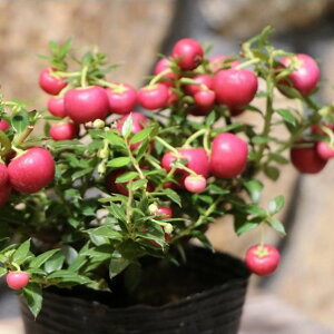 p[c[ (nbs[x[) bh 3|bgc 񂹐A Ԓd