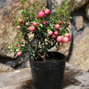 p[c[ (nbs[x[) sN 3|bgc 񂹐A Ԓd