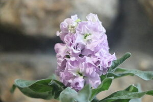 d炫XgbN } 3.5|bgc 񂹐A Ԓd d炫  XgbN } F 