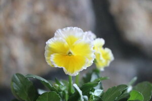 t炫 rI GbO^g 3.5|bgc 񂹐A Ԓd@󏭎@ԕc@~̉