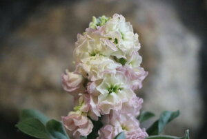 d炫XgbN C{[@3.5|bgc 񂹐A Ԓd d炫  XgbN C{[@Jt@ ԁ@~̊񂹐A