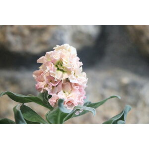 d炫XgbN AvRbg@3.5|bgc 񂹐A Ԓd d炫  XgbN @AvRbg@Jt@ ԁ@~̊񂹐A