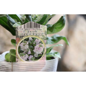 d炫XgbN `F[@3.5|bgc 񂹐A Ԓd d炫  XgbN @`F[@Jt@ ԁ@~̊񂹐A@sN