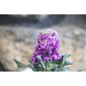 d炫XgbN u[@3.5|bgc 񂹐A Ԓd d炫  XgbN @u[@Jt@ ԁ@~̊񂹐A@