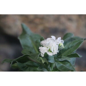 d炫XgbN nC_uzCg@3.5|bgc 񂹐A Ԓd d炫  XgbN @zCg@Jt@ ԁ@~̊񂹐A@