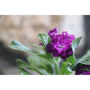 d炫XgbN p[v@3.5|bgc 񂹐A Ԓd d炫  XgbN @p[v@Jt@ ԁ@~̊񂹐A@̉