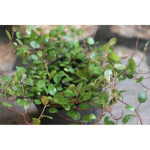 C[vc 3|bgc ϗtA J[[t 񂹐A Ԓd