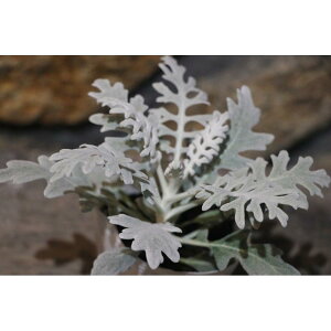 V^GMN 3|bgc 񂹐A Ԓd J[[t